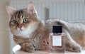 Elegant bottle of women\'s perfume and British shorthair golden chinchilla NY25