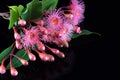 Elegant bouquet of pink Eucalyptus flowers and buds Royalty Free Stock Photo