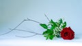 elegant bouquet of rose, gypsophila and branches, horizontal blank on a clean background for a special event