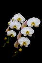 Elegant branches of classic white phalaenopsis orchids on dark grunge background Royalty Free Stock Photo