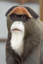 The Elegant Brazza's Monkey: A Study in Grace