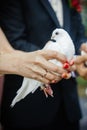 Elegant bride holding dove in an arms. Royalty Free Stock Photo