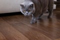 Elegant british shorthair cat hunts in a room