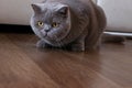 Elegant british shorthair cat hunts in a room