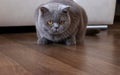 Elegant british shorthair cat hunts in a room