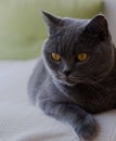 Elegant British Shorthair Cat lays on the white sofa indoors