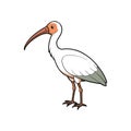 Elegant Buff-Necked Ibis Bird Illustration Royalty Free Stock Photo