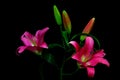 Pink oriental lily and buds against black backdrop