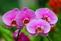 Elegant bunch of pink phalaenopsis in a tropical garden
