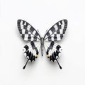 Elegant butterfly with intricate black and white patterns on its wings, isolated on a white backdrop. Royalty Free Stock Photo