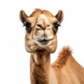 Elegant Camel Close-up: A Symmetrical Asymmetry Of Controversial Beauty