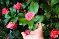 Lots of Pink Camelia flowers blooming against the green foliage backdrop.