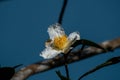 Elegant Camellia by Sun Moon Lake