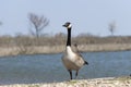 Elegant Canada Goose walking on lake shore Royalty Free Stock Photo