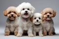 Elegant Canine Diversity: Bichon FrisÃ© Group Presents a Charming Array of Styles
