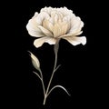 Elegant Carnation Flower Illustration On Black Background