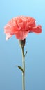 Elegant Carnation Mobile Wallpaper For Grand And Sony Xbr-a9g