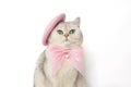 Elegant cat with pink beret and bow on white background Royalty Free Stock Photo