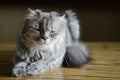 Elegant cat Royalty Free Stock Photo