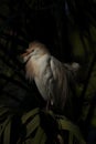 Elegant Cattle Egret portrait with dark natural background Royalty Free Stock Photo