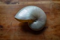 Elegant chambered nautilus shell stripped down to mother of pearl finish, centered on a deep cedar table top Royalty Free Stock Photo