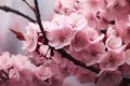 Elegant Cherry blossom tree. Generate Ai