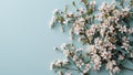 Elegant Cherry Blossoms on a Calm Blue Background