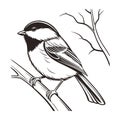 Elegant Chestnut-backed Chickadee Bird Vector Royalty Free Stock Photo
