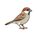 Elegant Chipping Sparrow Bird Illustration Royalty Free Stock Photo