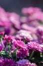 Elegant chrysanthemum flowers close up.