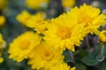 Elegant chrysanthemum flowers close up.