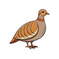 Elegant Chukar Partridge Bird Artwork Royalty Free Stock Photo