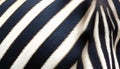 Elegant Close Up Of Zebra Fur Pattern In Natural Light Royalty Free Stock Photo