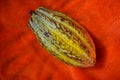 A huge yellow cocoa pod on a red tablecloth. Green not very ripe tropical fruit on and dark orange blanket.African chocolate fruit