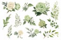 Elegant Collection of Green and White Roses and Foliage Royalty Free Stock Photo