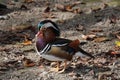 Elegant colorful bright - blue, orange, white, red, black and brown - mandarin male duck standing on the ground among Royalty Free Stock Photo