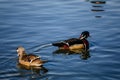 Elegant colorful bright blue, orange, white, red, black and brown mandarin male duck swimming in pond, spring sunny day, water Royalty Free Stock Photo