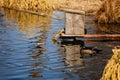 Elegant colorful bright blue, orange, white, red, black and brown mandarin male duck swimming in a pond, spring sunny day, water