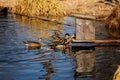 Elegant colorful bright blue, orange, white, red, black and brown mandarin male duck swimming in a pond, spring sunny day, water Royalty Free Stock Photo