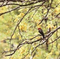 Elegant colors of vermillion flycatcher on Arizona spring day