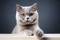 Elegant companion British Shorthair cat, white background, paw raised Royalty Free Stock Photo