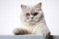 Elegant companion British Shorthair cat, white background, paw raised Royalty Free Stock Photo