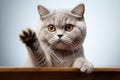 Elegant companion British Shorthair cat, white background, paw raised Royalty Free Stock Photo
