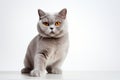 Elegant companion British Shorthair cat, white background, paw raised Royalty Free Stock Photo