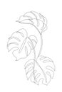 Elegant continuous line drawing. Minimal art leaves isolated on white backgroud