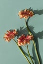 Elegant coral gerbera flowers with aesthetic sunlight shadows on blue turquoise background top view. Floral simplicity composition