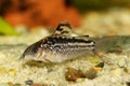 Elegant Corydoras Cory catfish Aquarium fish Royalty Free Stock Photo