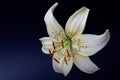 Elegant cream or white lily lance-shaped lily close-up on a dark black background. A minimalistic photo for a poster Royalty Free Stock Photo