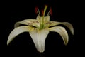 Elegant cream or white lily lance-shaped lily close-up on a dark black background. A minimalistic photo for a poster Royalty Free Stock Photo