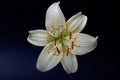 Elegant cream or white lily lance-shaped lily close-up on a dark black background. A minimalistic photo for a poster Royalty Free Stock Photo